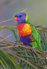 Rainbow Lorikeet